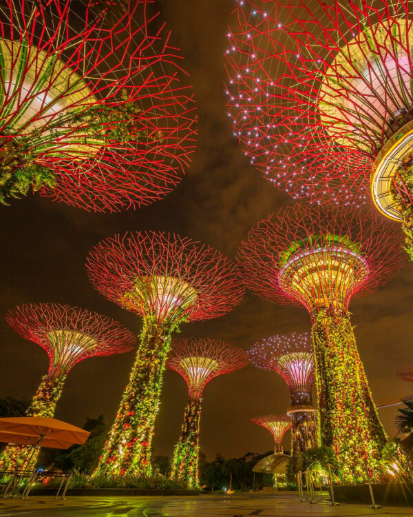 Вечерний сад. Тур в Сингапур.