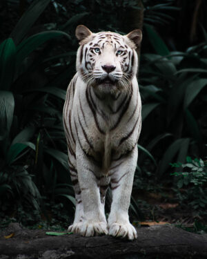 Сингапурский зоопарк. Белый тигр Тур в Сингапур.