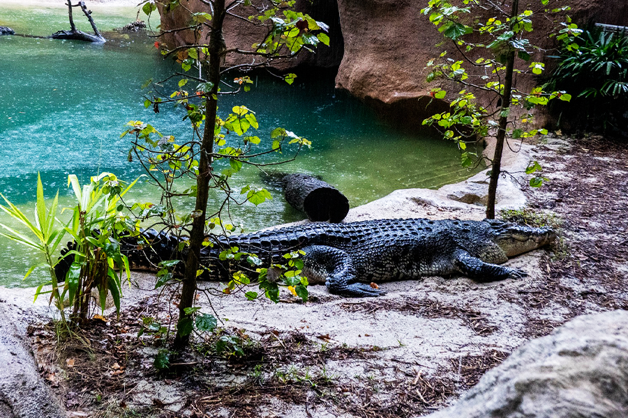 Мандай парк дикой природы